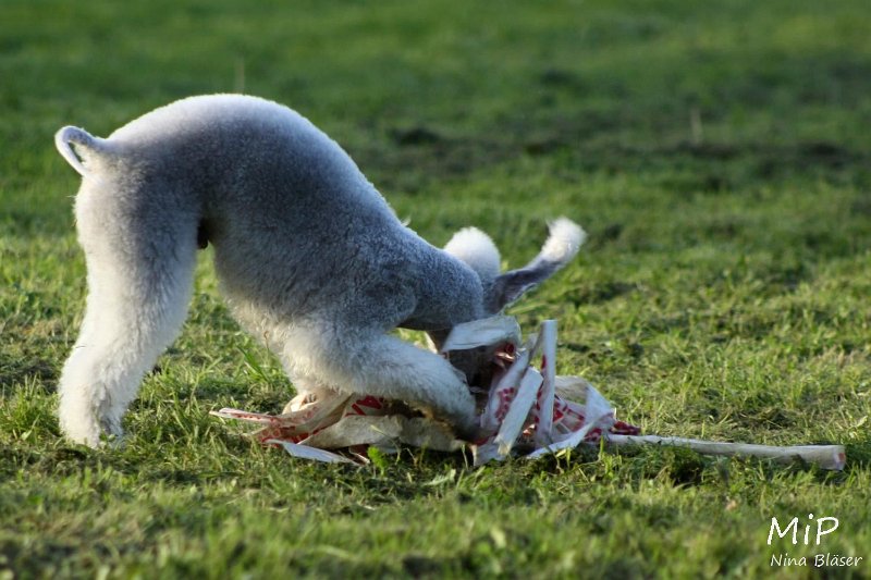 2010-10-03 Coursing-Training GE (45).jpg